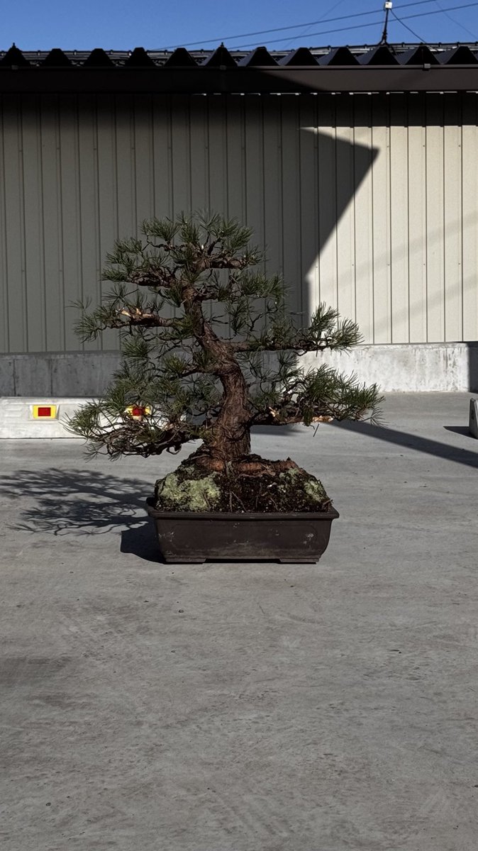 KousukeNakamura's tweet photo. 94歳になる義祖父の五葉松を年始に触った．地置きしていた鉢底には1番太い枝よりも立派な根たちがあった．
家族たちはもう興味ないというけど，指先も自由がきかなければやる気は起きないよな．もう2年は水遣りすると言ってたので，いい遊び道具になってほしい https://t.co/pfaMcQQSAU