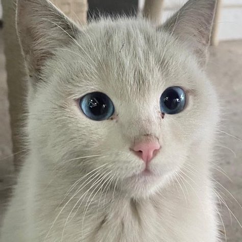 commietu's tweet image. มากอะ :(