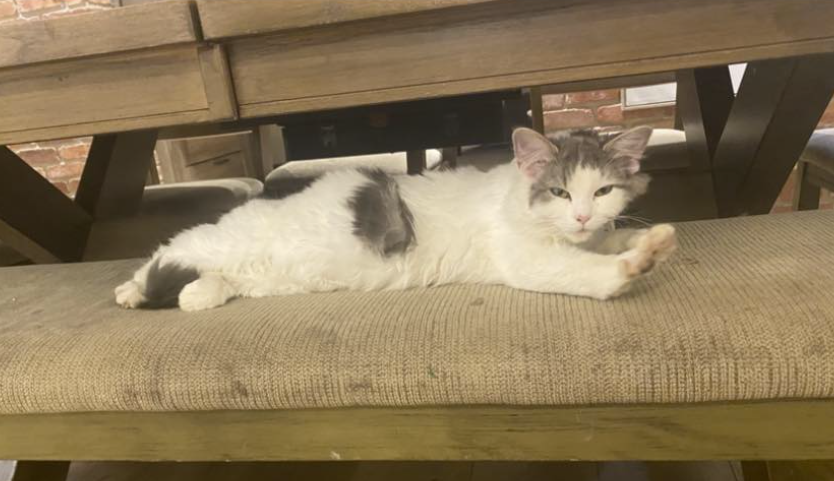 Guelph Lost Pets tweet media