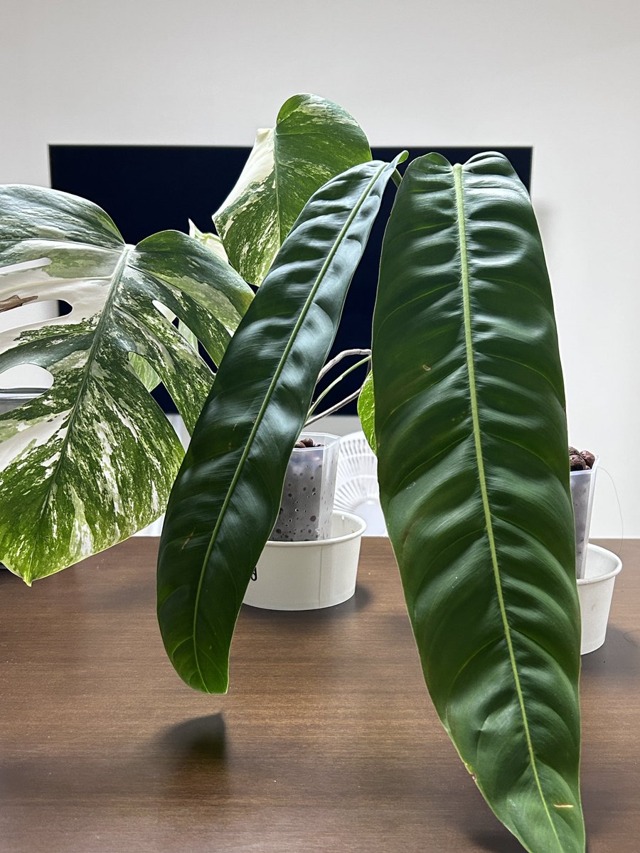 미루던 분갈이 했슨