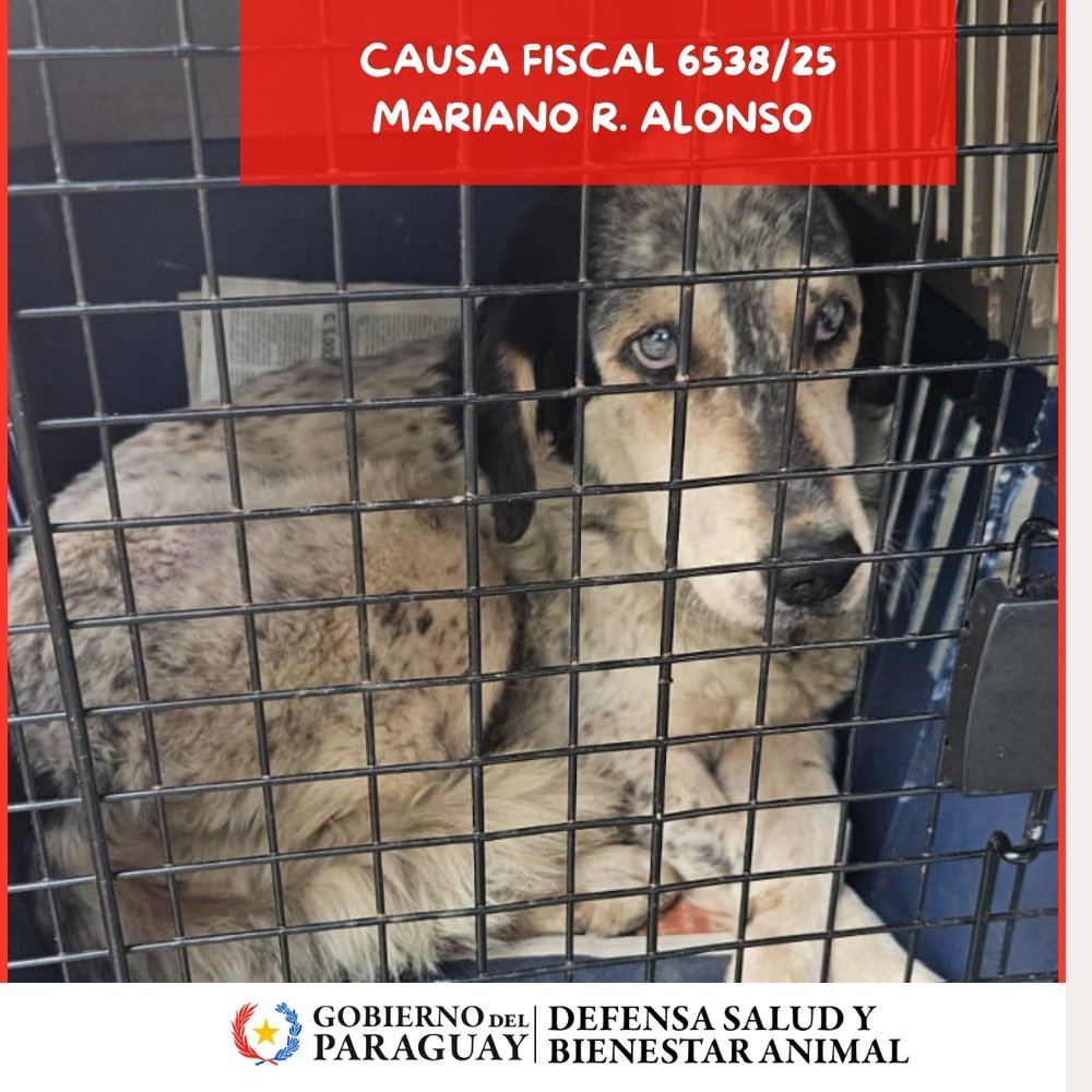 Dirección Nacional de Defensa Animal tweet media