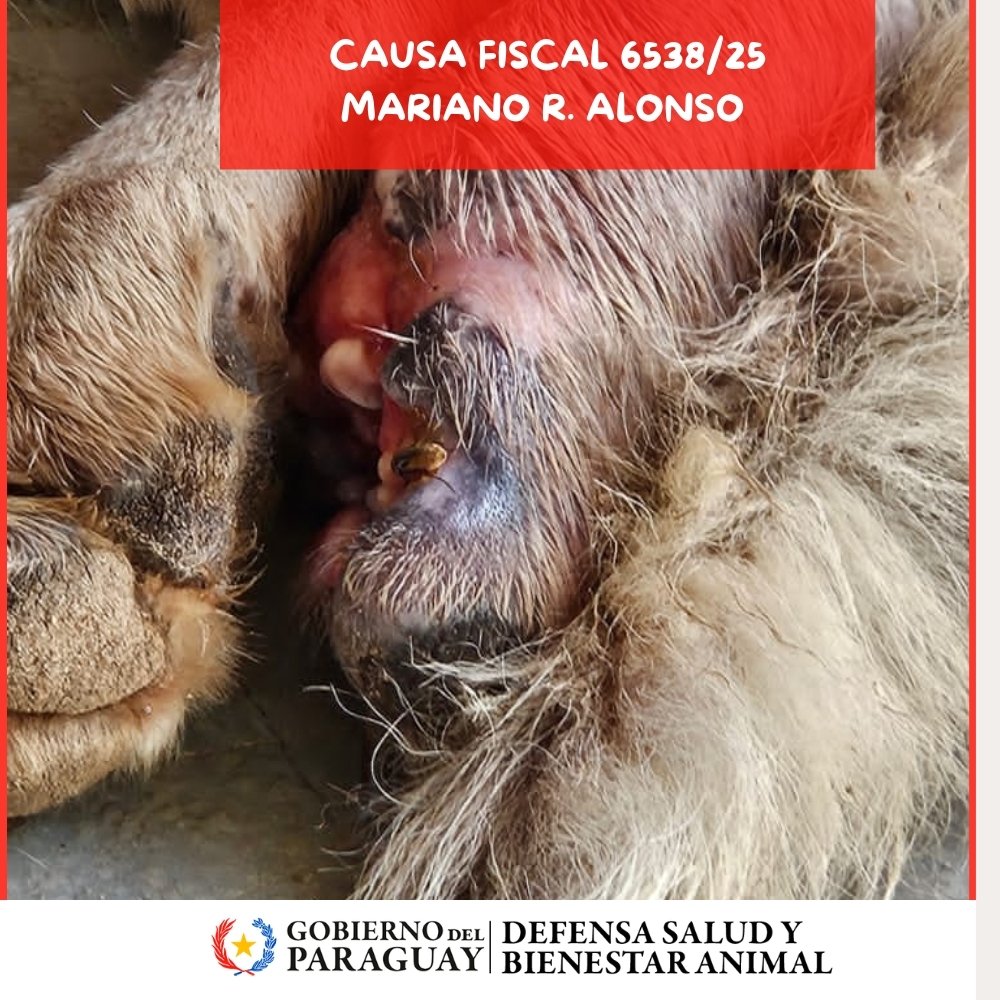 Dirección Nacional de Defensa Animal tweet media