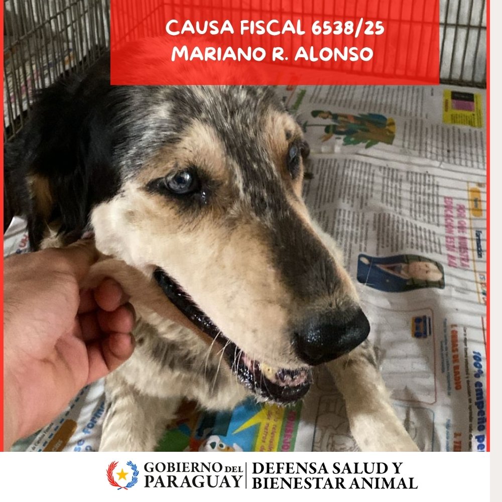 Dirección Nacional de Defensa Animal tweet media