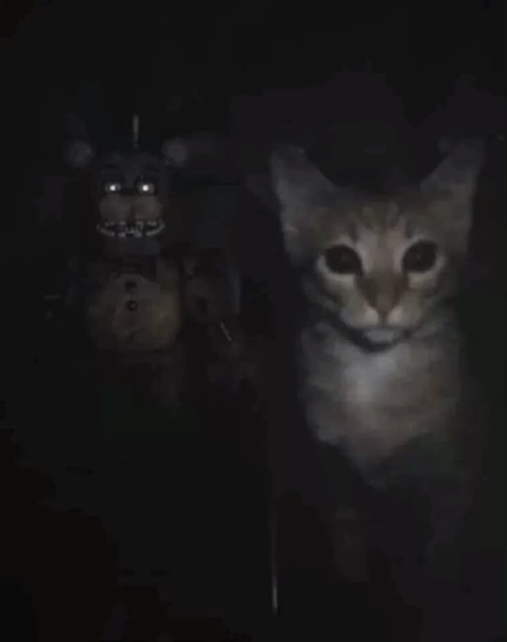 ReporterDigitan's tweet image. Okay, chicos... Ya me retiró de la existencia//