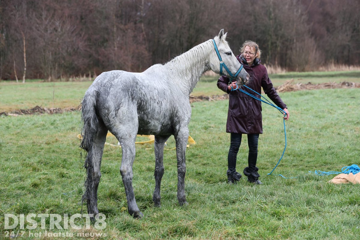 RedactieD8's tweet image. Hulpdiensten hebben een paard uit een sloot gehaald aan het #Dubbeldankpad #Delfgauw. Meerdere mensen hielpen bij de redding. Eén man kreeg een trap van het paard en werd opgevangen door ambulancepersoneel. Drie anderen zijn ter plaatse nagekeken.