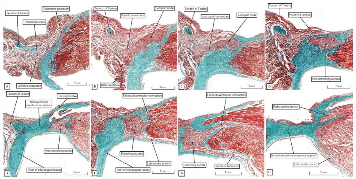 Dr. Zhong tweet media