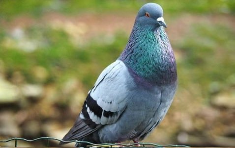 gharkekalesh's tweet image. Most hated bird in India😭