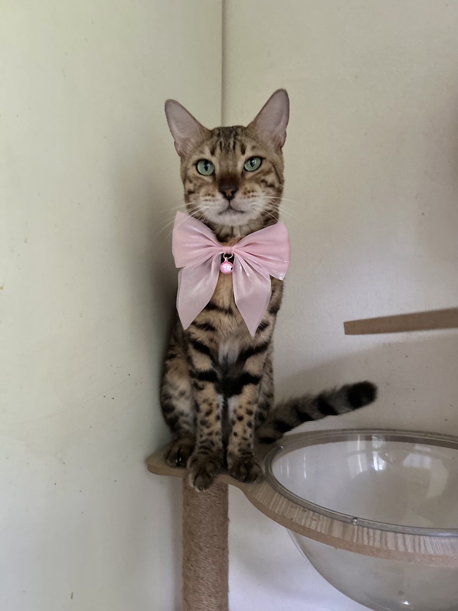 yemmeow's tweet photo. https://t.co/SS31TIDtDF