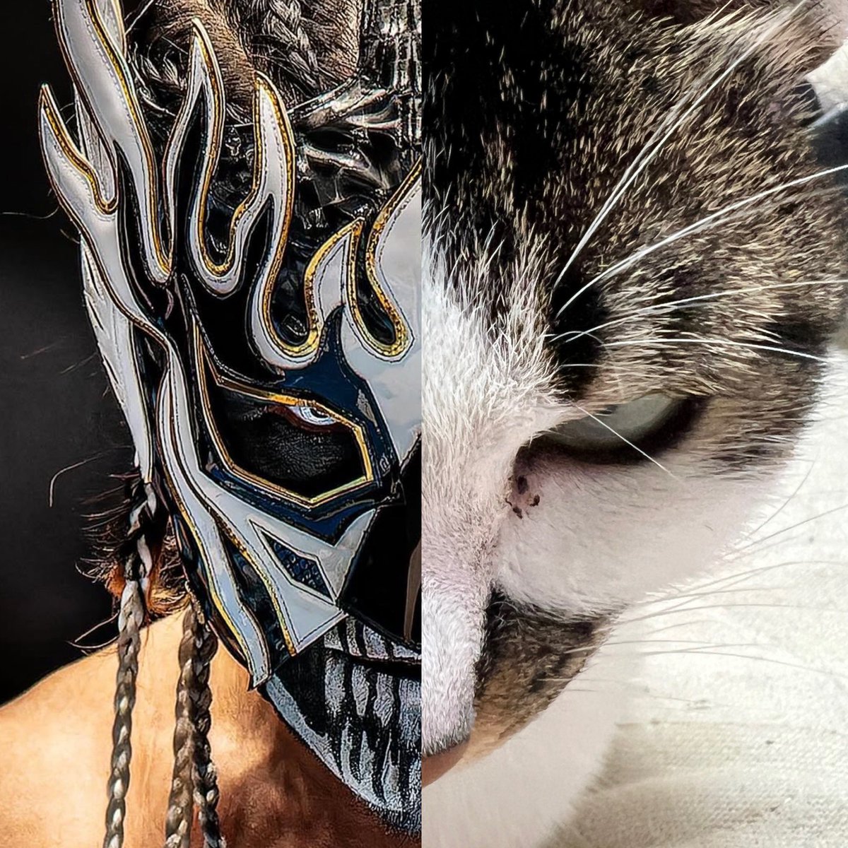 ElDesperado5's tweet image. 元写真は @NAPP0Nxxx 
#猫