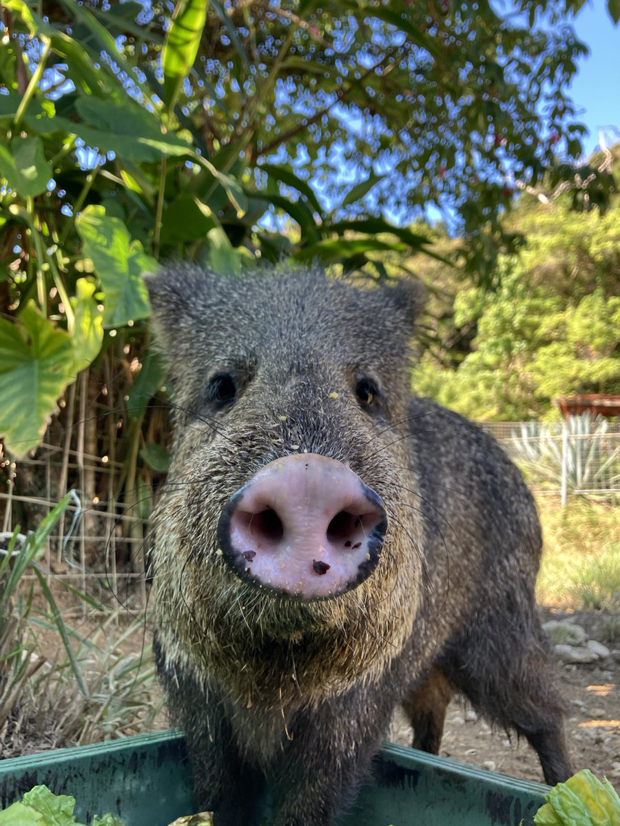 ご飯中の #クビワペッカリー の「はえばる」！
鼻にご飯のかけらがたくさんついてますよ🐽（やまと）

#ネオパーク
