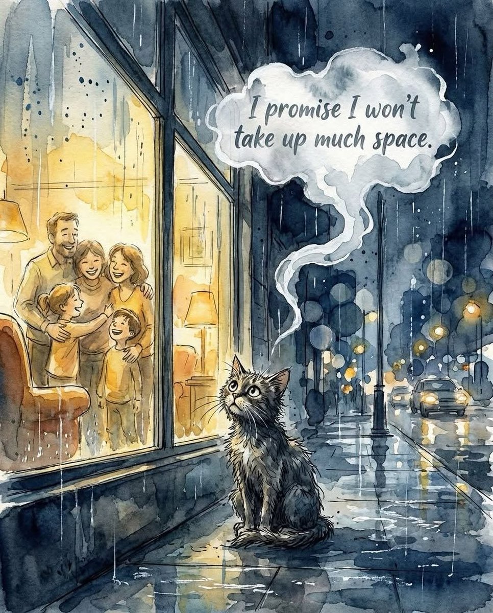 catsareblessing's tweet image. 