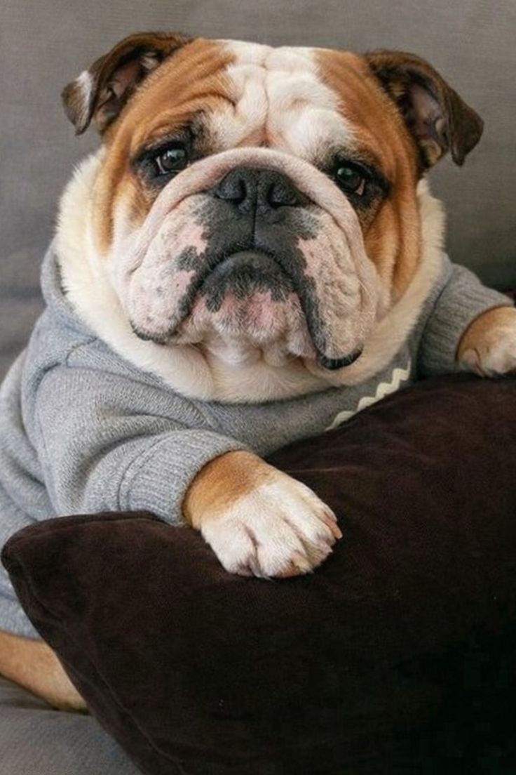 Bulldog05625097's tweet image. Photo of the Day🤭