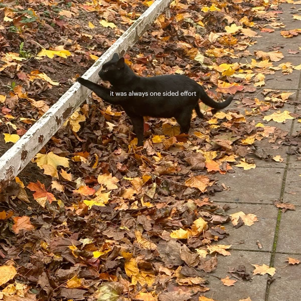 Black cats are not bad luck (@visualscat) on Twitter photo 