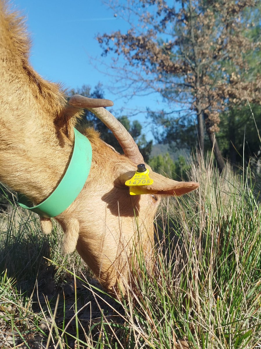 Pastura tranquila, no sap que per l'administració és més greu que ella perdi el plàstic groc que un gos sense lligar la fereixi o...