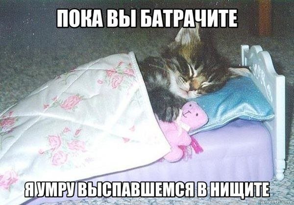 cats, i love cats tweet media