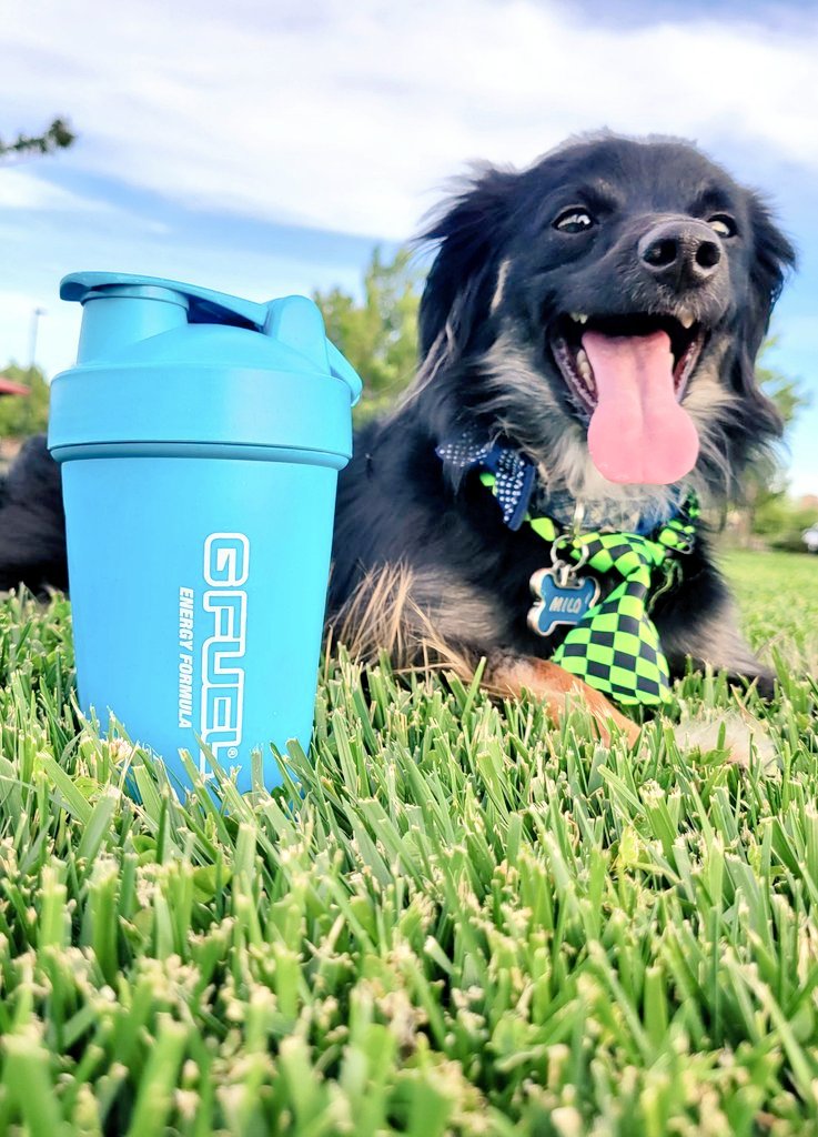 SL1K_Chaos's tweet image. @GFuelEnergy Please I Need This 🙏

Help Milo &amp;amp; I Decide What's Should Be My Next Flavor Review/Photo Shot🫶

Hype Sauce 2.0 🍋 
Sour Gummy Worms 2.0 🪱
Sharingan 👁
Raging Sun 🌞 

Please &amp;amp; Thank You 😊