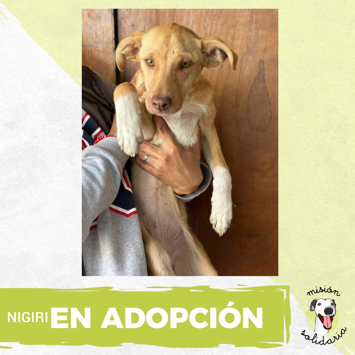 Nigiri tiene 4 meses. Está vacunado y desparasitado, será de tamaño mediano. Lleno de energia y amor llega a tu casa para crecer feliz 🏠💖
Zonas CABA y GBA
Queres adoptarlo? Escribime!
misionsolidariatwitter@gmail.com
Asunto: Nigiri 🍣