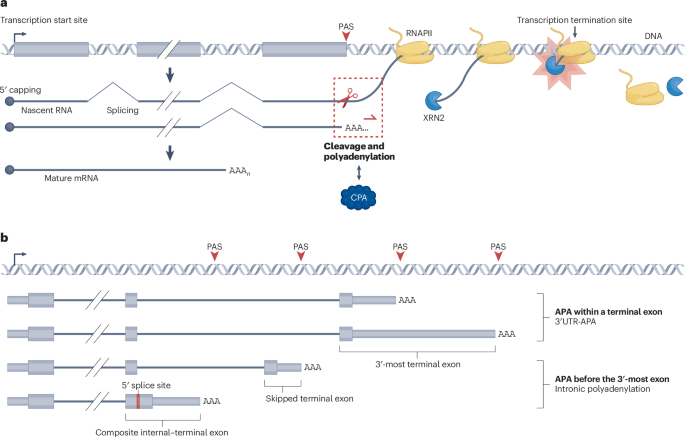 NatureRevGenet's tweet image. New online! Regulation of gene expression by alternative polyadenylation in health and disease dlvr.it/TQMbwj