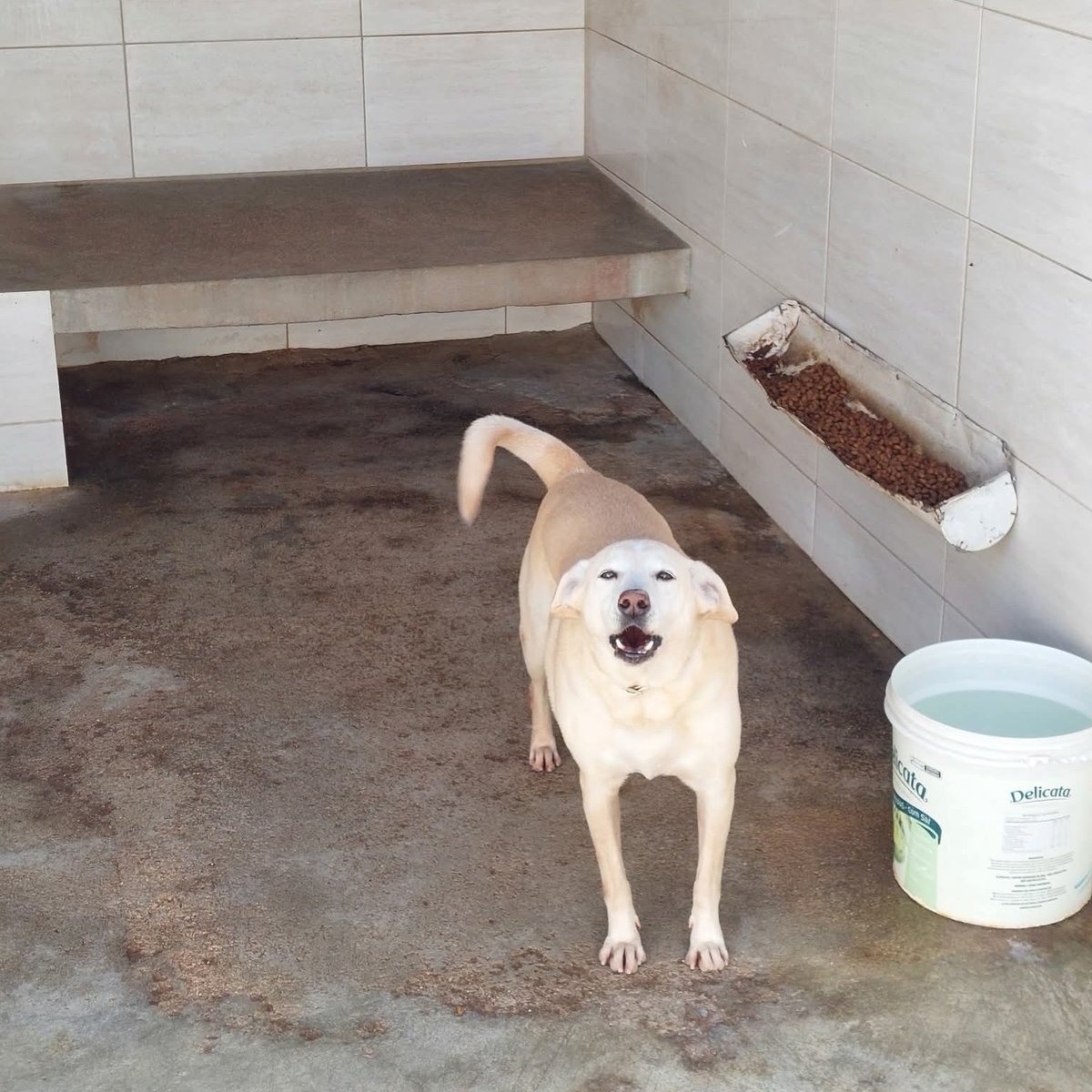 abrigojoaorosa's tweet image. ‼️ DOE RAÇÃO SÊNIOR ‼️

As doações são essenciais para diminuir nossos gastos com a compra de ração.

Toda ajuda é válida e fundamental. A doação de 1kg já faz toda a diferença. Será que vocês podem nos ajudar? 🙏🏽