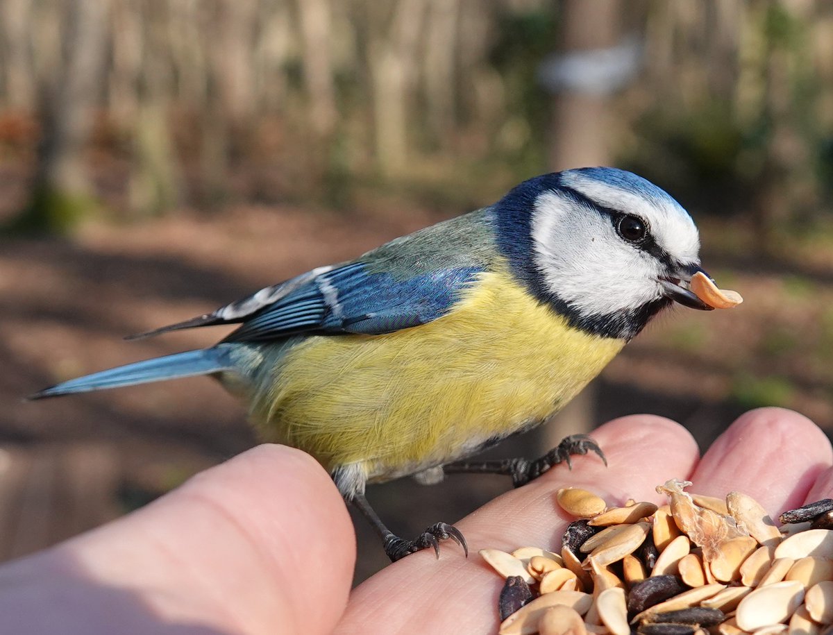 Mavi baştankara parmaklarımın ucunda kavun çekirdeği yiyor...