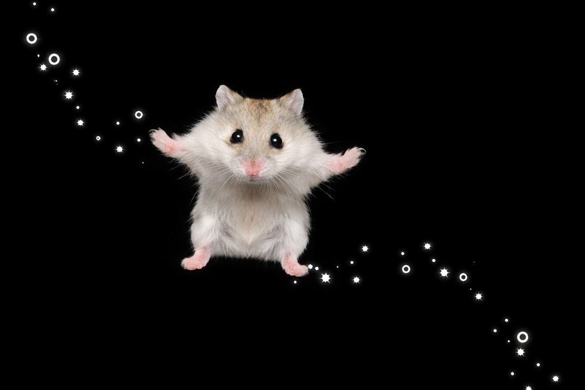 TweetsOfHamster's tweet image. ∴｡　
　･ﾟ*｡. 
　　･ *ﾟ
　 ･ ﾟ*
     ･｡     
   *･｡
      *.｡ 
           ｡･
              °*. ﾟ｡
                      °*.
                      ﾟ*.
                 ｡｡ ･
             ｡ ･ﾟ
       ｡°*.
   ｡*･｡