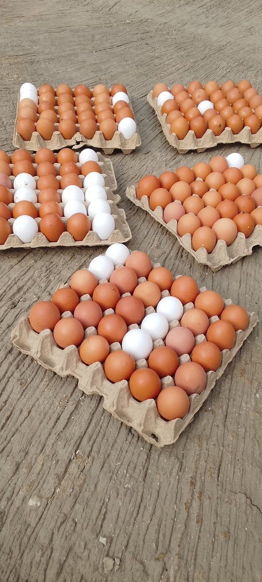farmandeat's tweet image. 5 crates of eggs = 250 cedis 
10 crates = 490 cedis 

Delivery to your house = 30 cedis 

0201614420 

Kindly help me with repost 🙏🏾