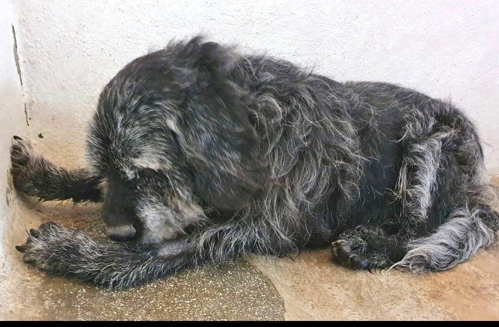 Erta2017's tweet image. #Valencia

 #Walter solo mírenlo💔

Aterrorizado, abandonado en la perrera, casi #ciego y tal vez #sordo

URGE un hogar donde lo AYUDEN

Con #acogida  21 días fuera de la perrera 
y/o #adopción permanente 

☎️ 605 81 78 41 // perreradogsalbaida@hotmail.com