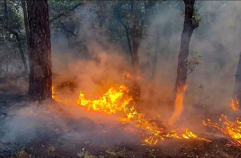 JUNGLE SENA tweet media