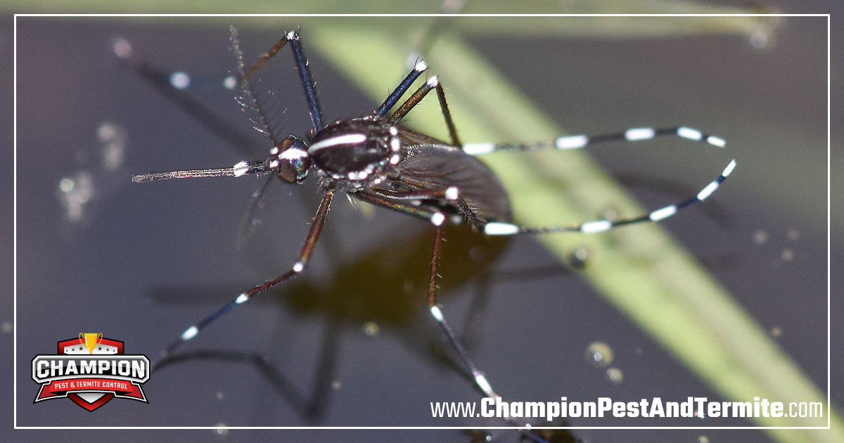 Champion Pest & Termite Control tweet media