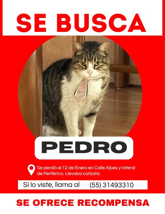 U_PLATEROS's tweet image. BUSCAN A PEDRO extraviado en las zona de Barranca del Muerto, en calle Alpes y lateral de Periférico, lleva una corbata puesta; ofrecen recompensa. Comparto  a @GuadalupeInn1 @GuadalupeInn_DF @DenMerced_Gomez @ColMGomezBJ @LasAguilasCDMX  @MascotasSismo Gracias por sus amables RT