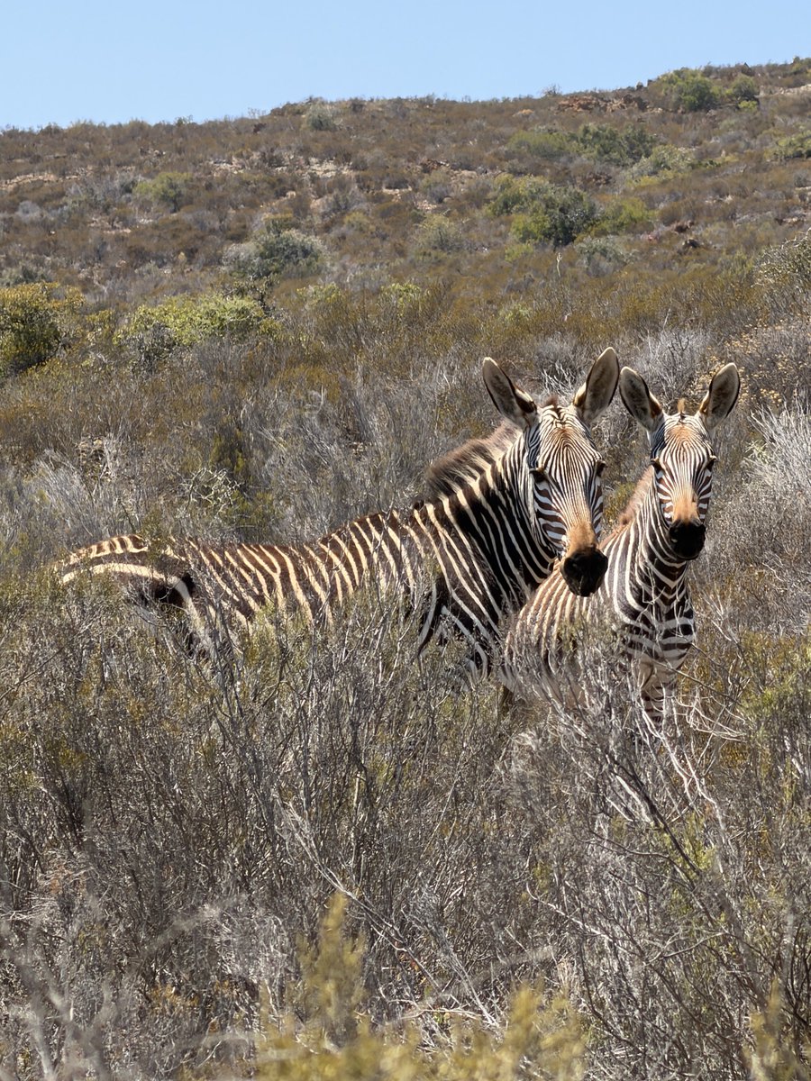 Eule Emma tweet media