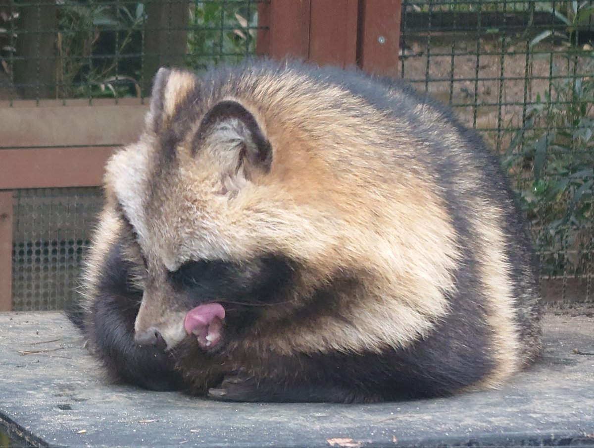 たぬき 忍者狸 赤 5号 （ドローン） （忍者たぬき・忍者狸・置物・たぬき