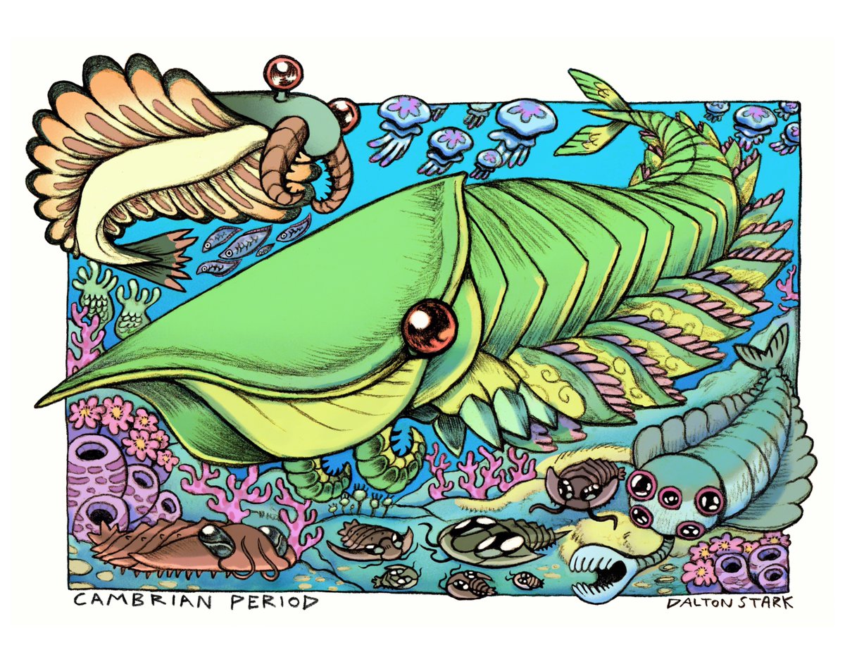 daltondoodles's tweet image. Cambrian Period- January Illustration for my 2026 Prehistoric Life Calendar