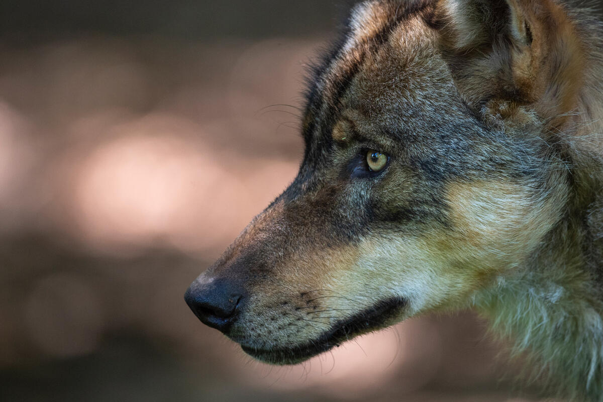 DJV begrüßt, dass Regierungskoalition #Wolf ins #Bundesjagdgesetz aufnehmen will. Hauptfokus muss auf Nutztierrissen liegen; Erlegen von Problemwölfen muss ganzjährig ohne behördliche Anordnung möglich sein. go.jagdverband.de/66rgu