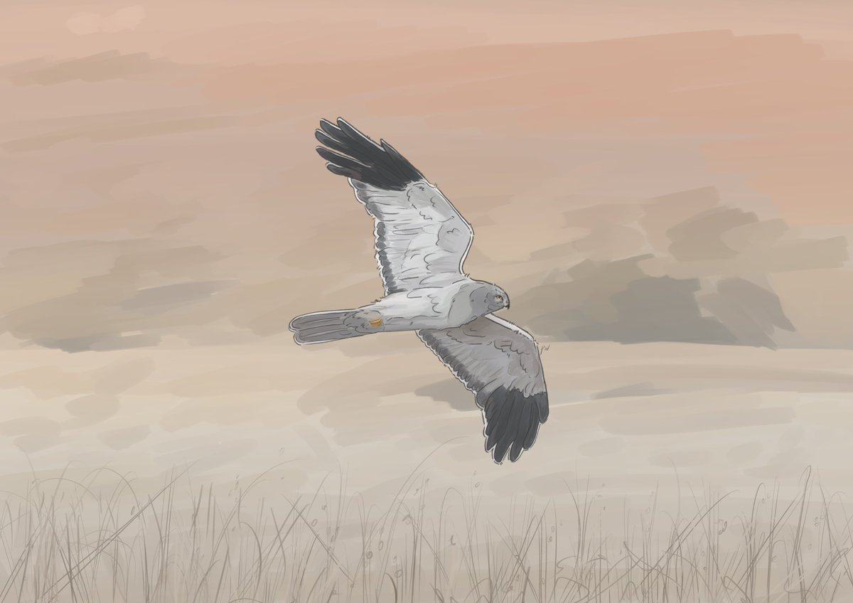 Piedwagt tweet media