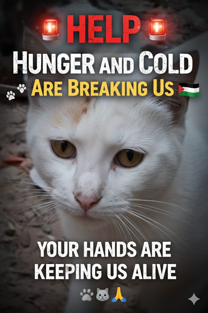 AnimalFriendsSh's tweet photo. Fundraising is dropping sharply, pushing us into a place of real danger. Winter is biting hard, and we are running out of food. We have almost no blankets or firewood to keep our children and our cats warm. Every shiver, every quiet hungry meow reminds us how fragile life has become.
Our homes lie in ruins and no longer protect us from rain or cold. Our jobs and income are gone, while prices remain unbearable. Even though the war has grown quieter, hunger, cold, and fear still fill our days, and aid barely reaches us 😢😿.
Kind-hearted souls, we are exhausted and desperate, holding on to the smallest thread of hope, your compassion. Please help us feed our children and our cats, keep them warm, and give us the strength to survive another harsh day 🙏🐾🐱👨‍👩‍👧‍👦🇵🇸
‼️ GoFundMe for AFS Families:
https://t.co/KF2gxq1lrj
‼️ GoFundMe for AFS Furs:
https://t.co/NzALeMS1b6
‼️ PayPal: link in our bio