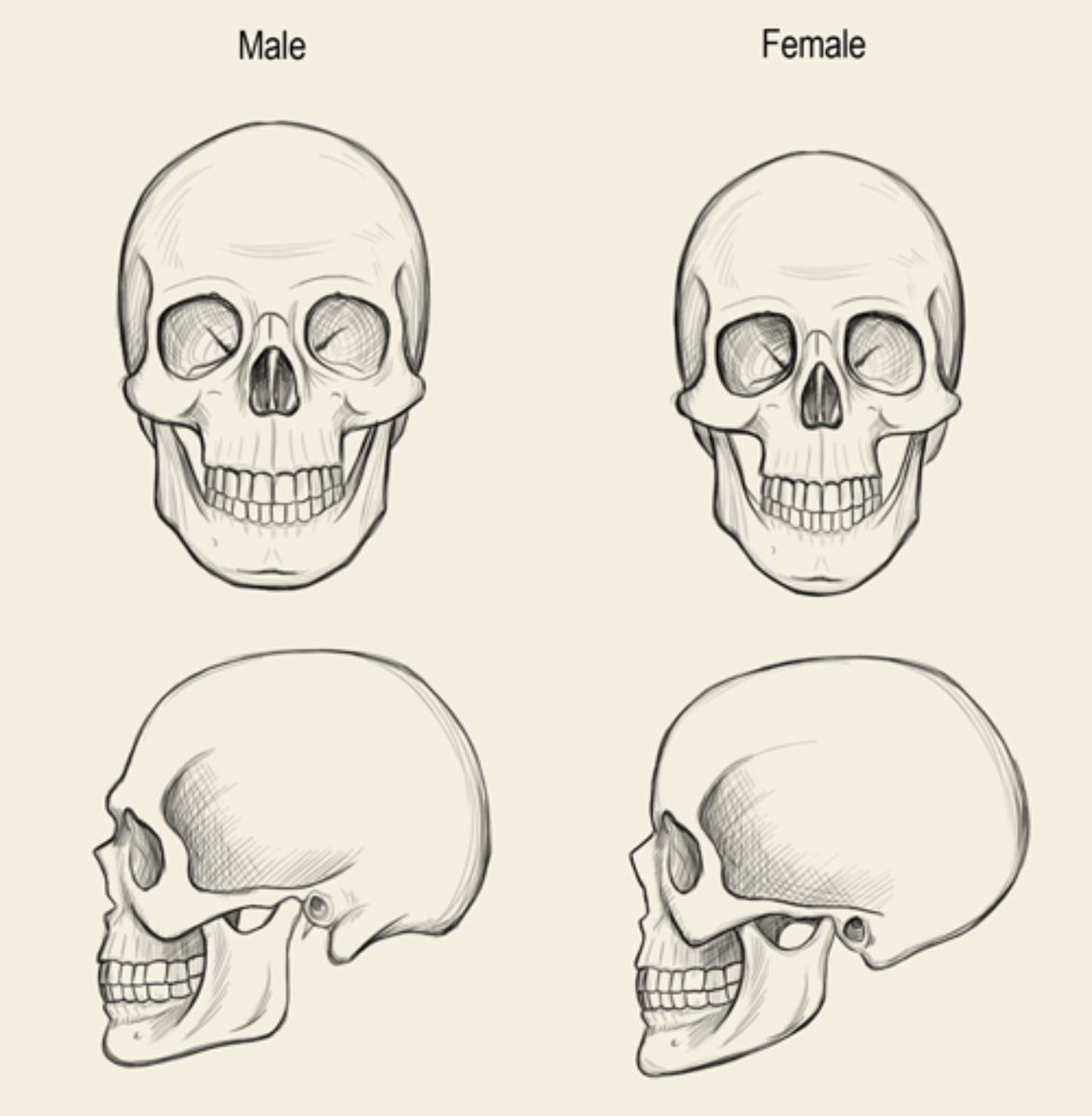 The Rubber Duck ™ tweet media