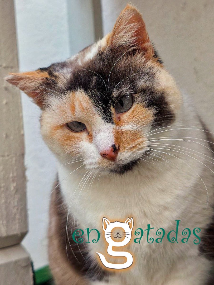 Sigo esperando un hogar definitivo. 

Soy Nami, también conocida por Lady Bizcoching 😎

Vivo en #Albacete pero me llevarían hasta ti si resides en la península.

De mi belleza… ya me ves.

De mi ternura… igual que me belleza 

Contacta con las Engatadas SIN compromiso