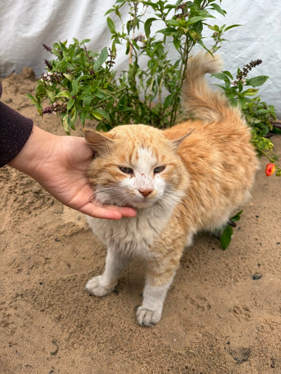 _Raji__'s tweet image. I am happy today because I still have Sukkar and my pepper plant.