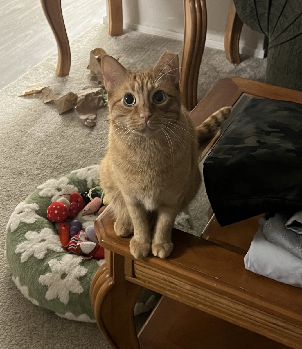 goofiestgoobie's tweet image. you have been stared at by the Almighty Goober. you’ll now have good luck &amp;amp; blessings all year ✨