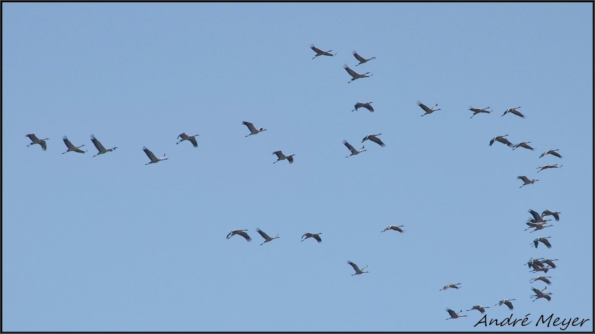 AtthisAtthis's tweet photo. Migration de 56 Grues cendrées dans le ciel du Centr'Alsace à 13h05 ( Vol Nord--> Sud )
Grues cendrées / Common Cranes / Kraniche / Grus grus #Alsace #Witternheim #BasRhin
Le 15 Janvier 2026 https://t.co/WyszgS2ps5