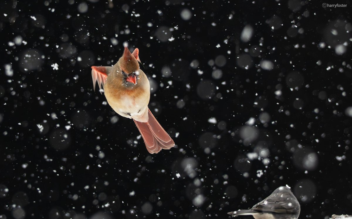 Well, it's been snowing all day, but if you keep the bird feeders free of snow and full of seeds, the birds will just keep coming. Sometimes air traffic controllers would be nice too. #BlueJays #Cardinals #Doves <a href="/RonkaPhotograp1/">Ronka‘s NaturePhotography</a>
