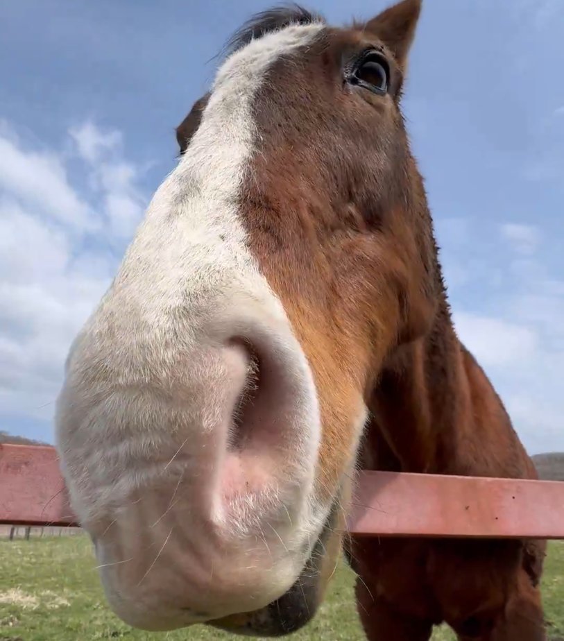 Dexerto's tweet photo. A study suggests horses can smell fear in humans

Those exposed to body odor from people who watched Sinister showed increased fear https://t.co/AKoBawE2dt