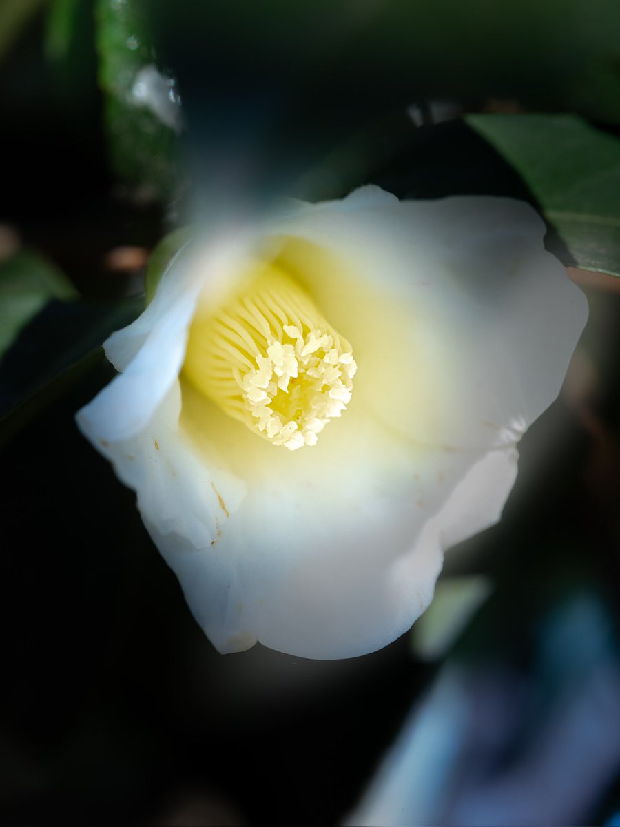 takao_camera's tweet image. 白侘助

椿が咲いていました。シロワビスケという品種です。千利休が好んだ椿（利休七選花）の一つで、質素で静かな美しさを重んじる日本の美意識を体現していると言われています。
花言葉は、控えめ。