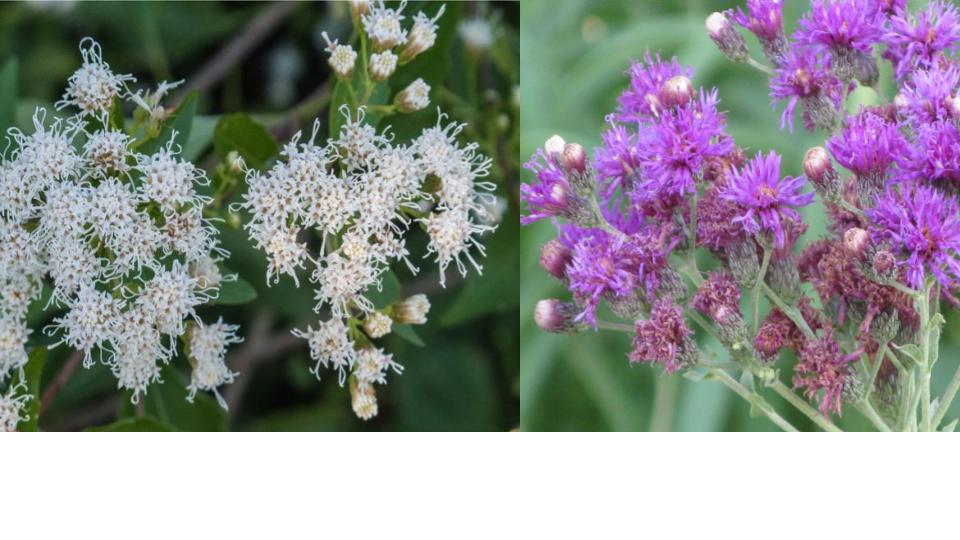monikam's tweet photo. Have you voted for 2026 Pollinator Plant of the Year? Do it. #pollinators #gardening #gonative #plantnatives
https://t.co/LR0FJL7o4U https://t.co/EbP9ETh1oy