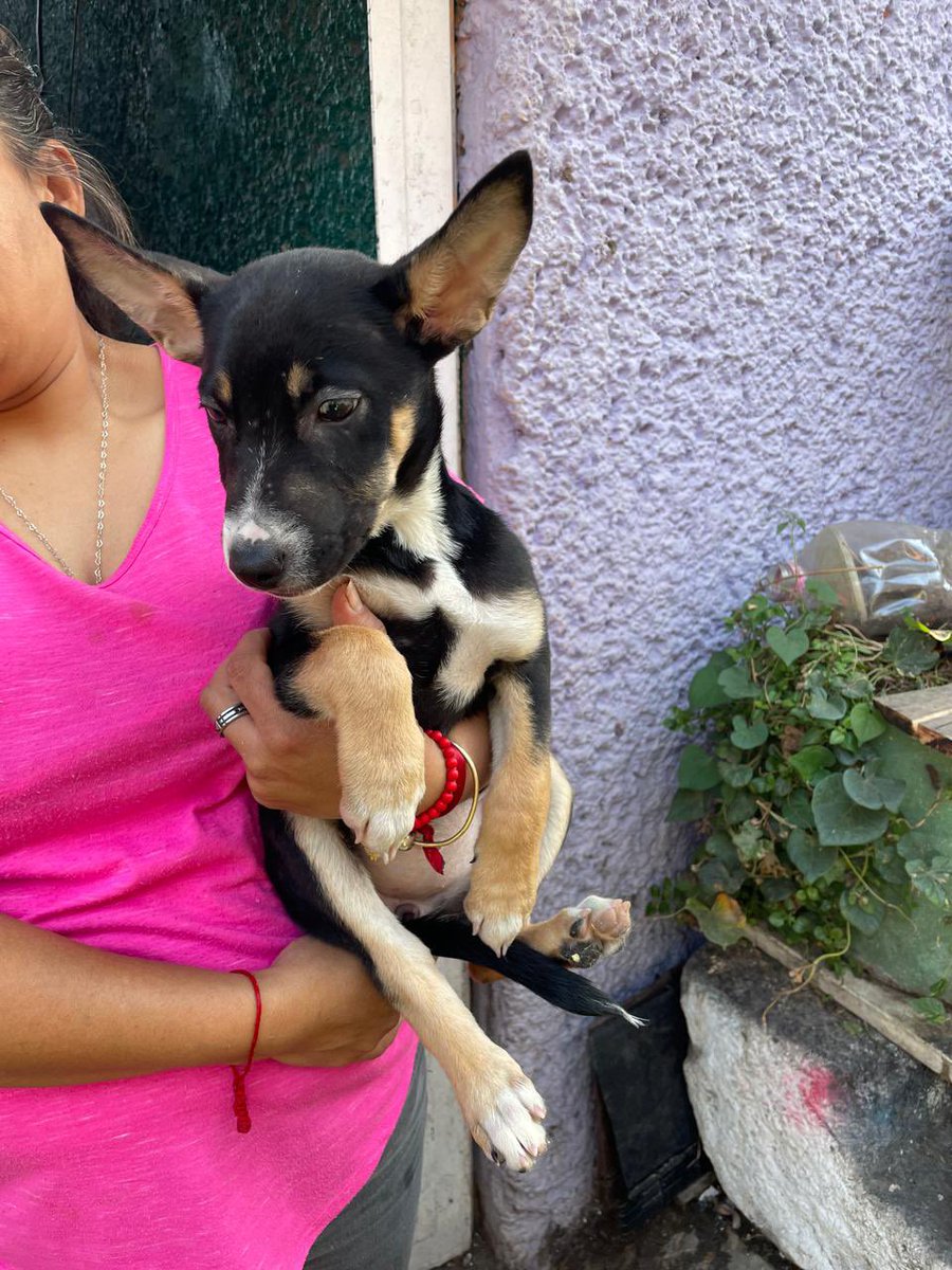 Me llamo Benjamina. Mi hermano se llamaba benjamín y lo desaparecieron. Todas las noches y todos los días lloro porque me lastiman mucho. Y no hay nadie que me proteja

Podrías darme resguardo solo en lo que me adopto? Alina ayuda mucho con eso 🥺💔

También ayuda con gastos