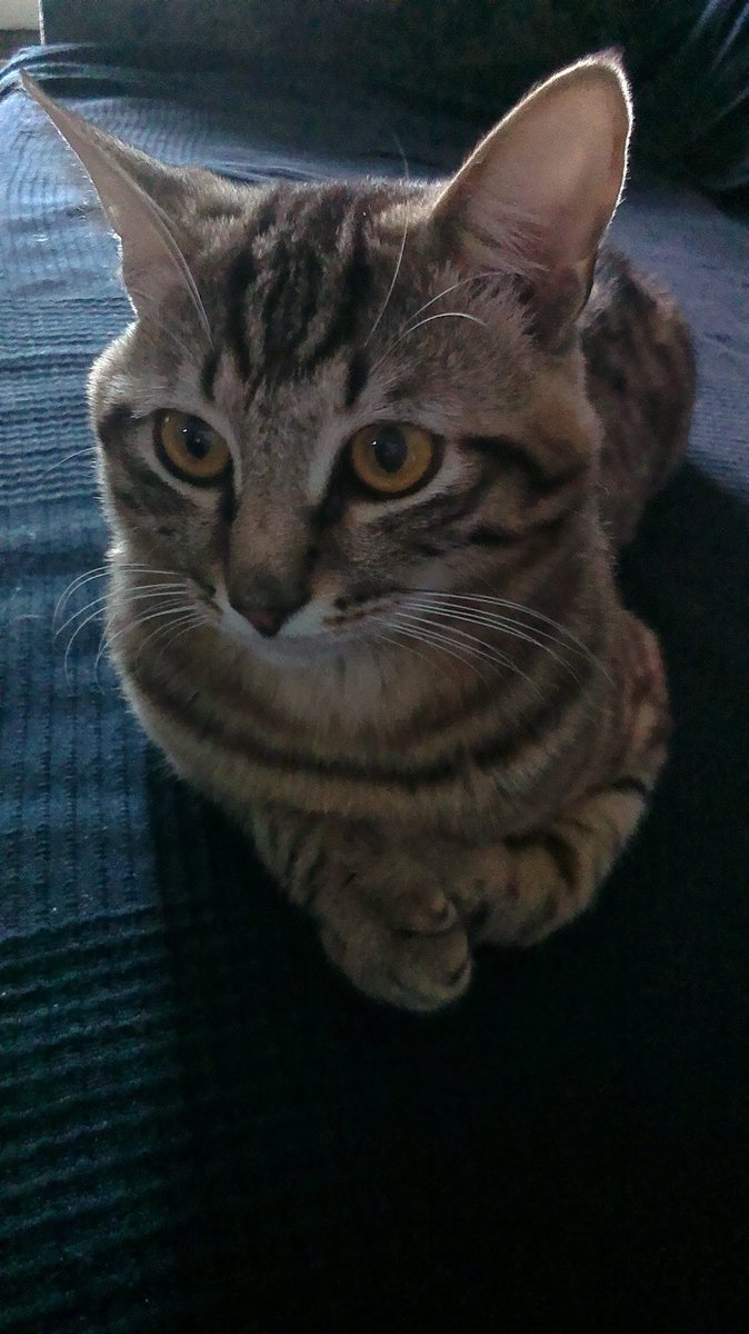 sendbitcoinz's tweet image. Из 2016 у меня есть только две себяшки и чуть котиков
Стрелки, которые я все еще не умею делать
Облизываю Марсюшу
Подросток Тарус
И снова Марсюша