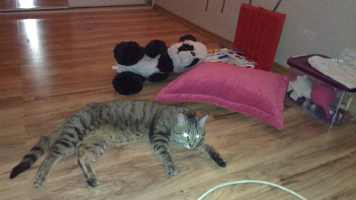 sendbitcoinz's tweet image. Из 2016 у меня есть только две себяшки и чуть котиков
Стрелки, которые я все еще не умею делать
Облизываю Марсюшу
Подросток Тарус
И снова Марсюша