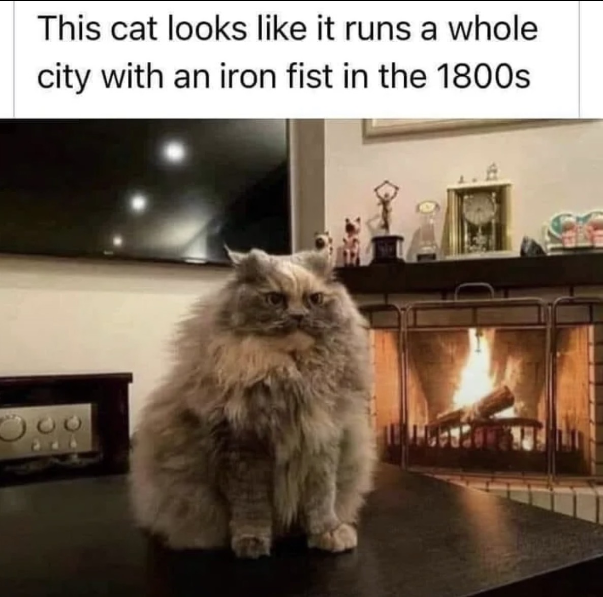 catshouldnt's tweet image. 