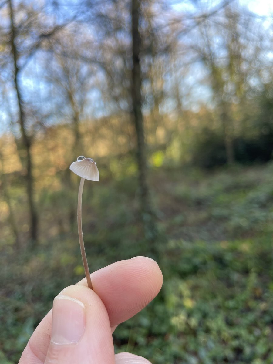 DCKC87's tweet image. The sun was out two days in a row ! In Ireland , in January!! Posting early for #fungifriday #Mushroom #mushroomoasis